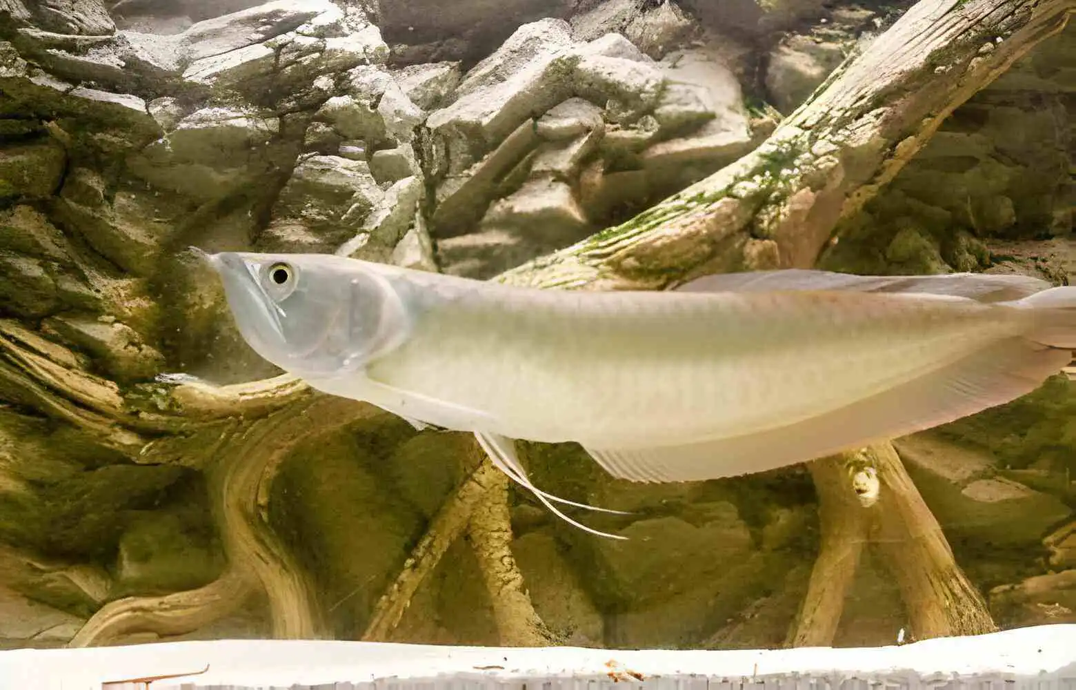 Ancient-Arowana-Picture Compete-Care-Guide-Sheet-